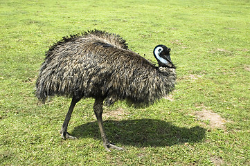 Image showing emu