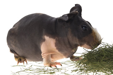 Image showing skinny guinea pig on white background