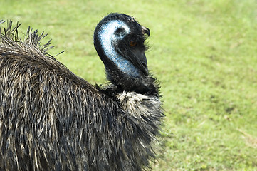 Image showing emu