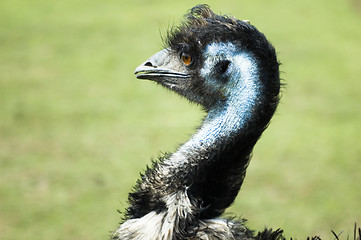 Image showing emu