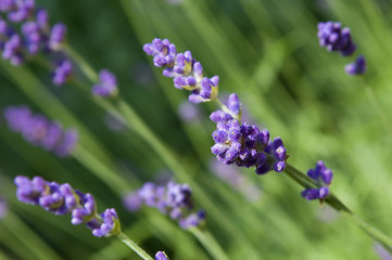 Image showing lavender