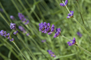 Image showing lavender