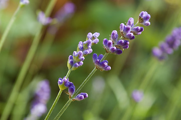 Image showing lavender