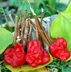Image showing Red peppers on green leaves