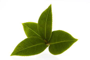 Image showing fresh tea branch isolated on the white background