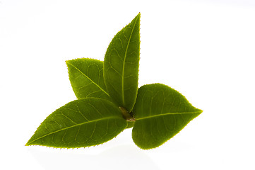 Image showing fresh tea branch isolated on the white background