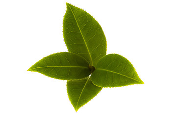 Image showing fresh tea branch isolated on the white background