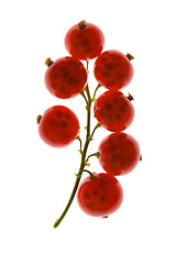 Image showing red currant