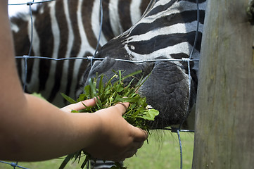 Image showing zebra, child and green grass