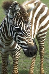 Image showing zebra