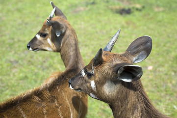 Image showing antelope