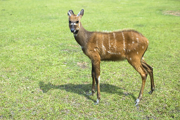 Image showing antelope