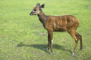 Image showing antelope