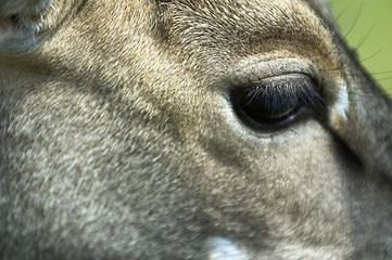 Image showing antelope eye