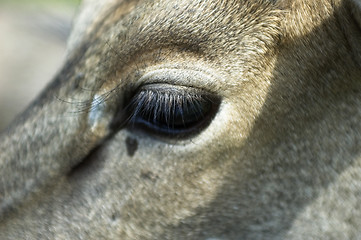 Image showing antelope eye