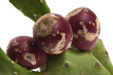 Image showing Prickly pear cactus ( Opuntia ficus-indica ) with red fruits