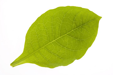 Image showing green tobacco leaf isolated on the white background