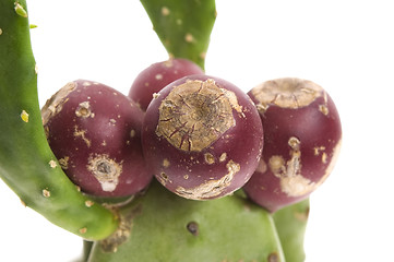 Image showing Prickly pear cactus ( Opuntia ficus-indica ) with red fruits
