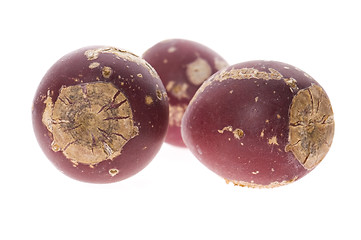 Image showing Prickly pear cactus ( Opuntia ficus-indica ) with red fruits