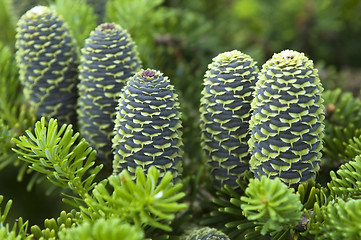 Image showing pine branch with cone