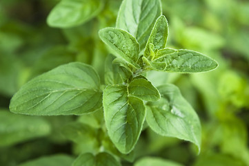 Image showing growing herbs. mint