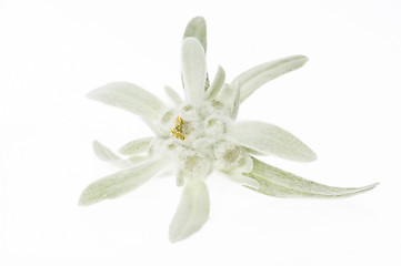 Image showing edelweiss