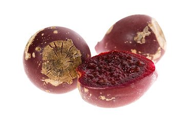 Image showing Prickly pear cactus ( Opuntia ficus-indica ) with red fruits