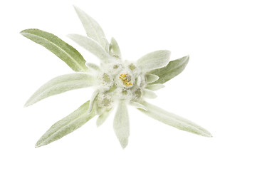 Image showing edelweiss