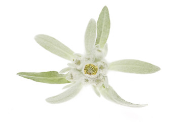 Image showing edelweiss