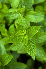 Image showing growing herbs. mint