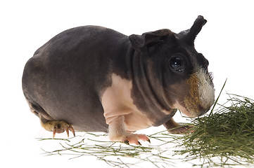 Image showing skinny guinea pig on white background