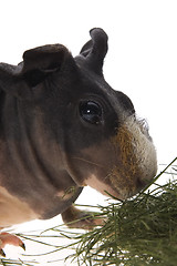 Image showing skinny guinea pig on white background