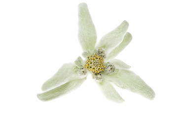 Image showing edelweiss