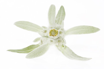 Image showing edelweiss