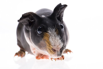 Image showing skinny guinea pig on white background