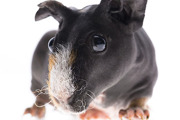 Image showing skinny guinea pig on white background