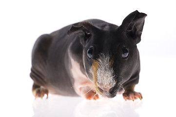 Image showing skinny guinea pig on white background