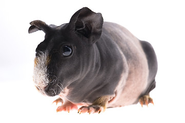 Image showing skinny guinea pig on white background