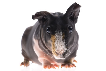 Image showing skinny guinea pig on white background