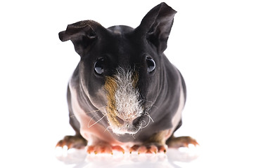 Image showing skinny guinea pig on white background