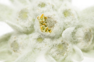 Image showing edelweiss