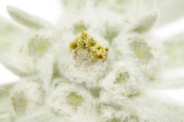 Image showing edelweiss