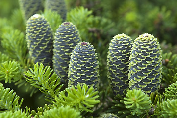 Image showing pine branch with cone