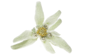 Image showing edelweiss