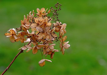 Image showing Hydrangea in winter