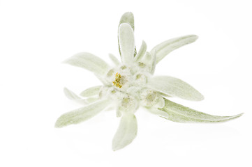 Image showing edelweiss