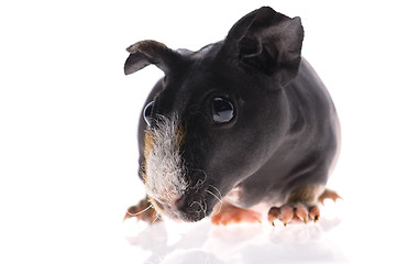 Image showing skinny guinea pig on white background