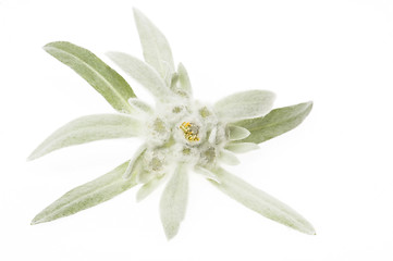 Image showing edelweiss