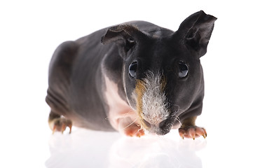 Image showing skinny guinea pig on white background