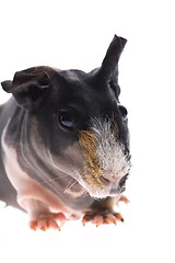 Image showing skinny guinea pig on white background